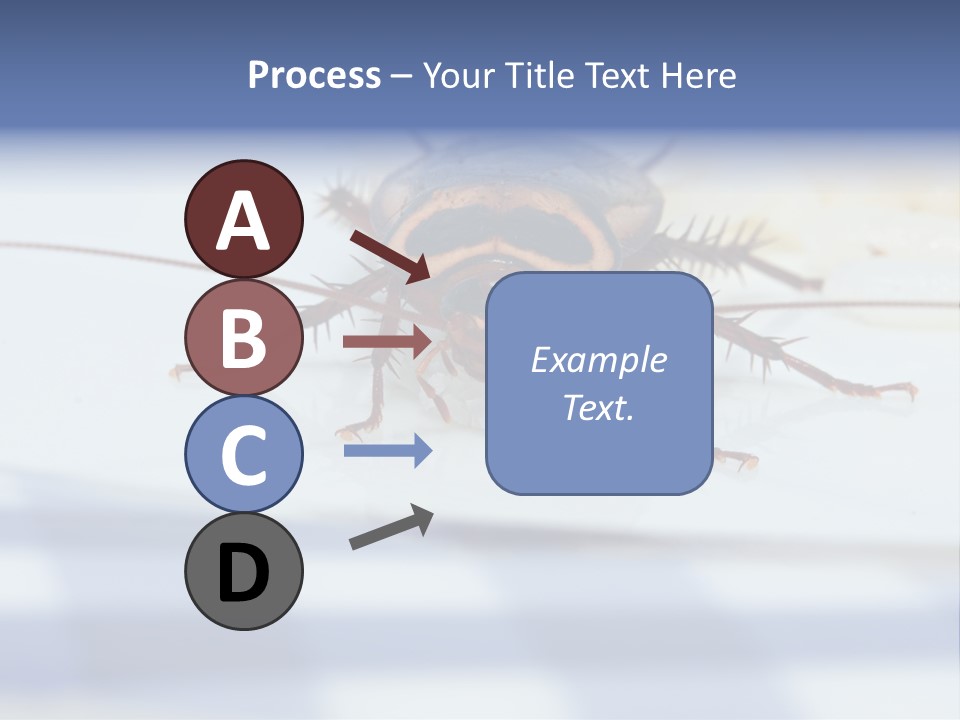 Frontal View Extreme Macro Of Cockroach Feeding On Grain Of Rice PowerPoint Template