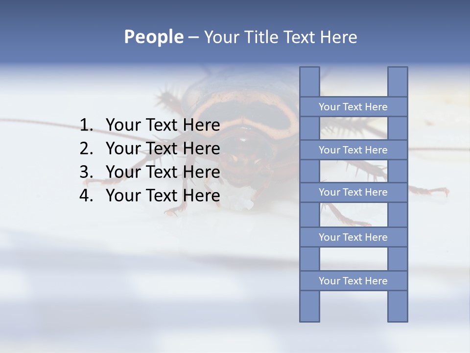 Frontal View Extreme Macro Of Cockroach Feeding On Grain Of Rice PowerPoint Template