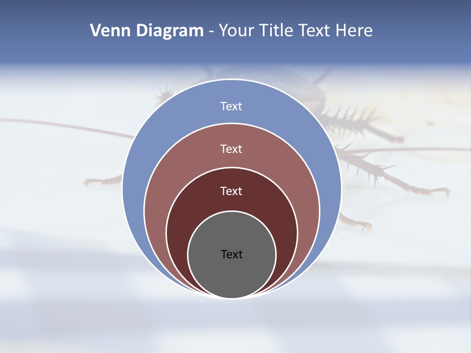 Frontal View Extreme Macro Of Cockroach Feeding On Grain Of Rice PowerPoint Template