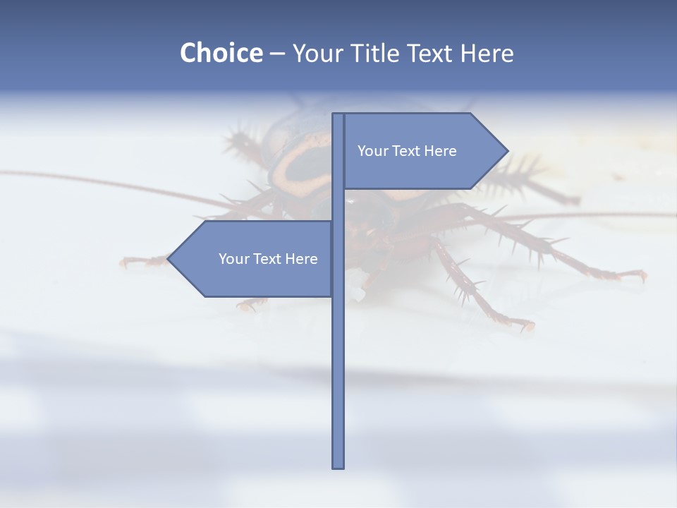 Frontal View Extreme Macro Of Cockroach Feeding On Grain Of Rice PowerPoint Template