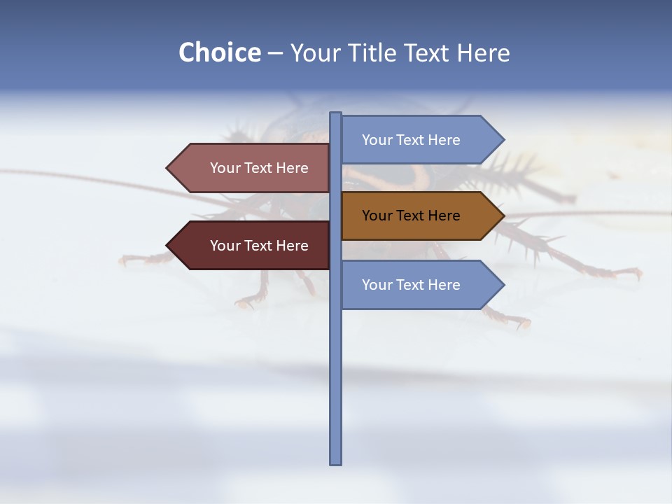 Frontal View Extreme Macro Of Cockroach Feeding On Grain Of Rice PowerPoint Template