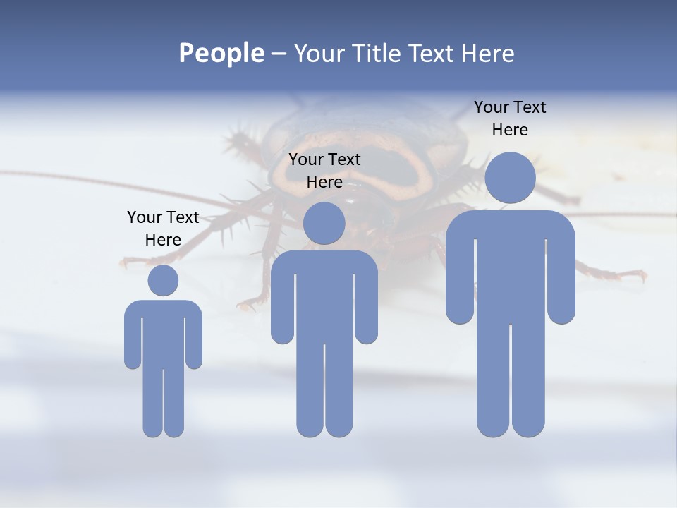 Frontal View Extreme Macro Of Cockroach Feeding On Grain Of Rice PowerPoint Template