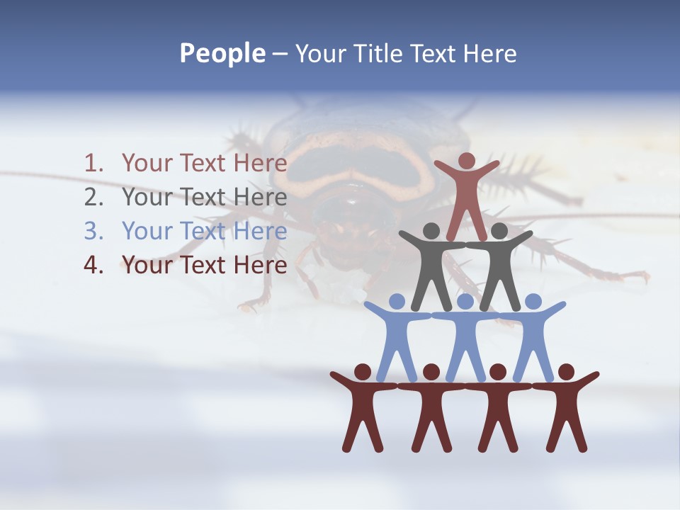 Frontal View Extreme Macro Of Cockroach Feeding On Grain Of Rice PowerPoint Template