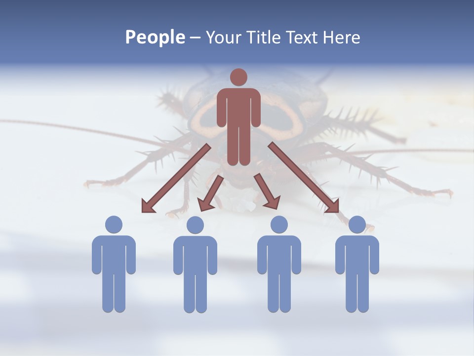 Frontal View Extreme Macro Of Cockroach Feeding On Grain Of Rice PowerPoint Template