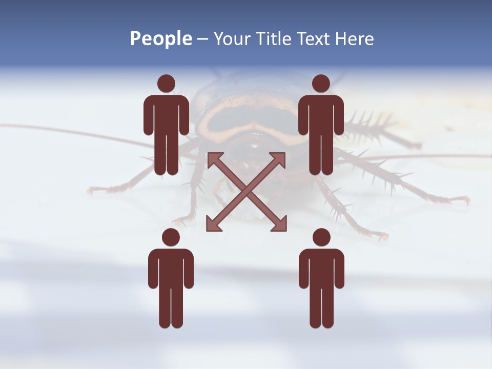 Frontal View Extreme Macro Of Cockroach Feeding On Grain Of Rice PowerPoint Template