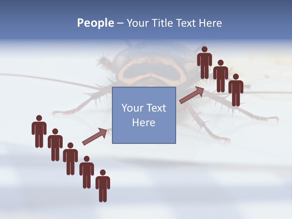 Frontal View Extreme Macro Of Cockroach Feeding On Grain Of Rice PowerPoint Template