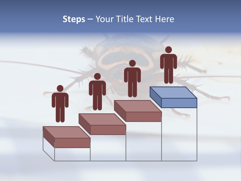 Frontal View Extreme Macro Of Cockroach Feeding On Grain Of Rice PowerPoint Template