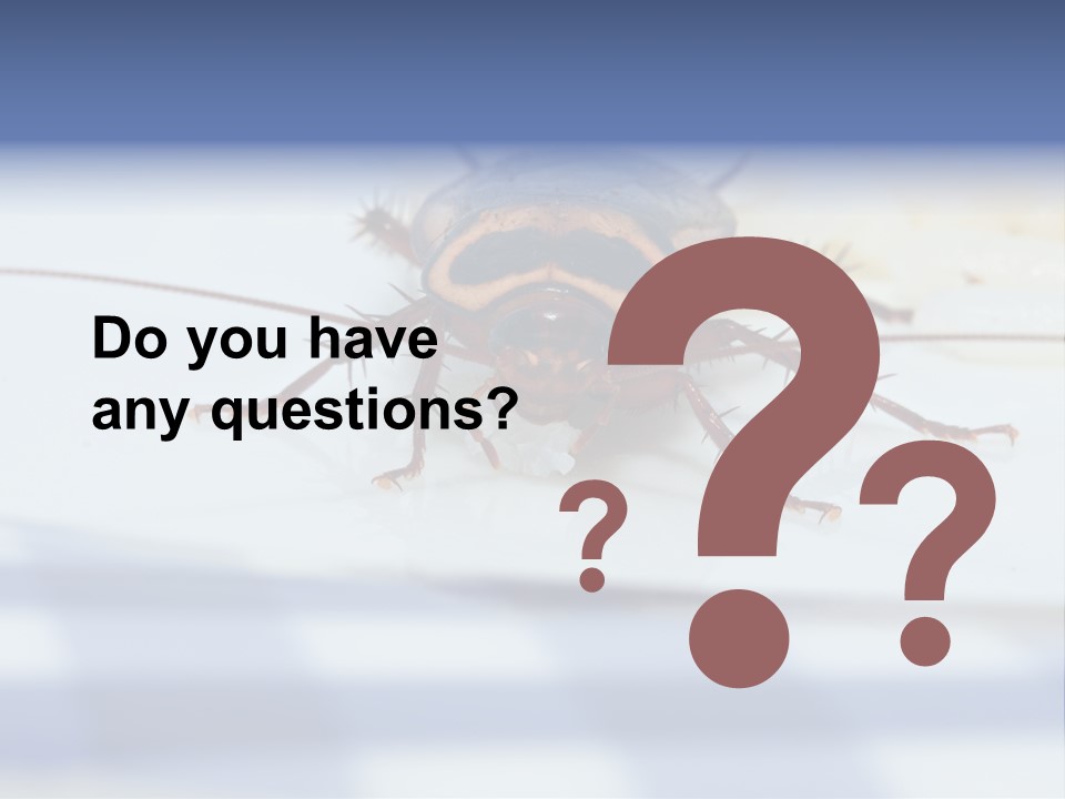 Frontal View Extreme Macro Of Cockroach Feeding On Grain Of Rice PowerPoint Template