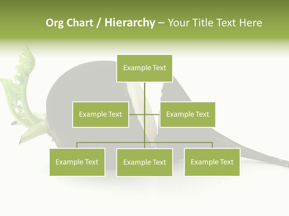 Radish (Raphanus) PowerPoint Template