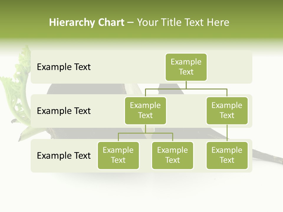 Radish (Raphanus) PowerPoint Template