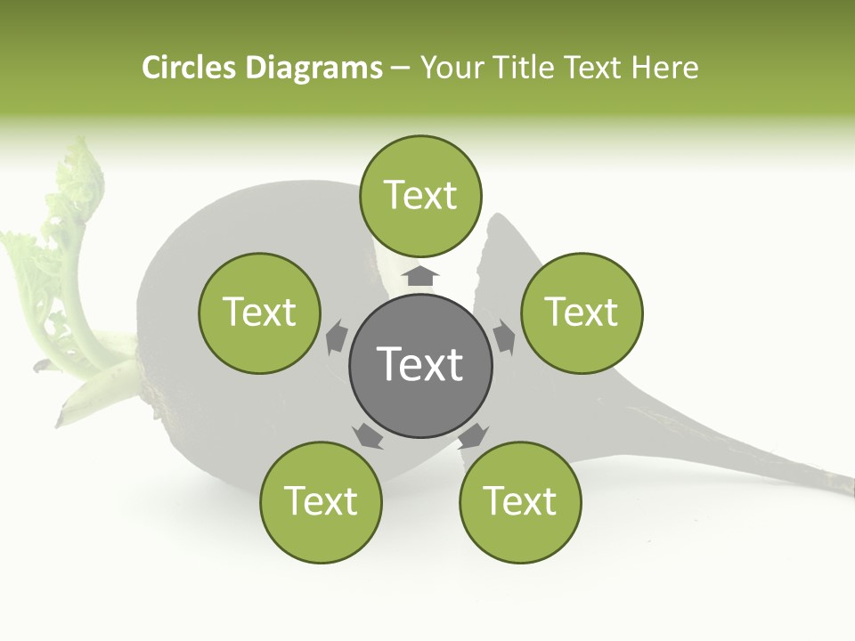 Radish (Raphanus) PowerPoint Template