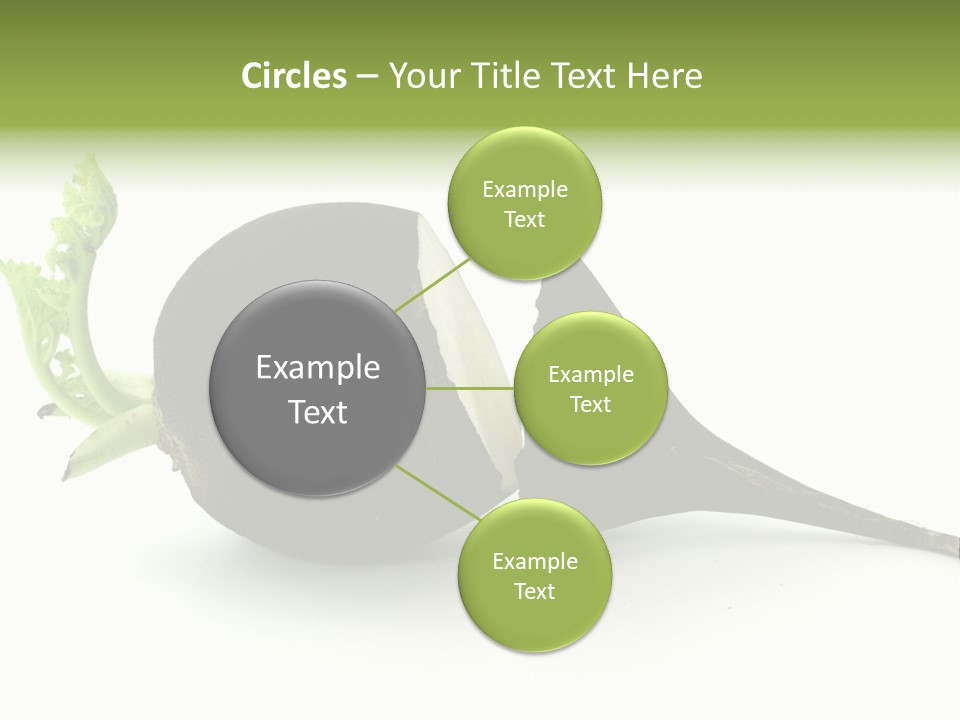 Radish (Raphanus) PowerPoint Template