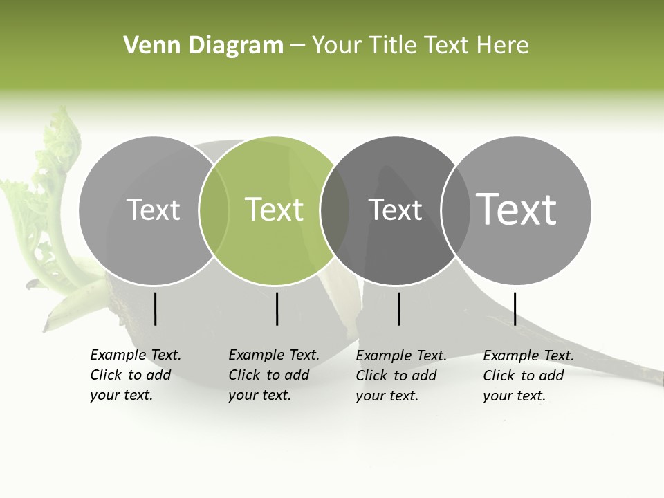 Radish (Raphanus) PowerPoint Template