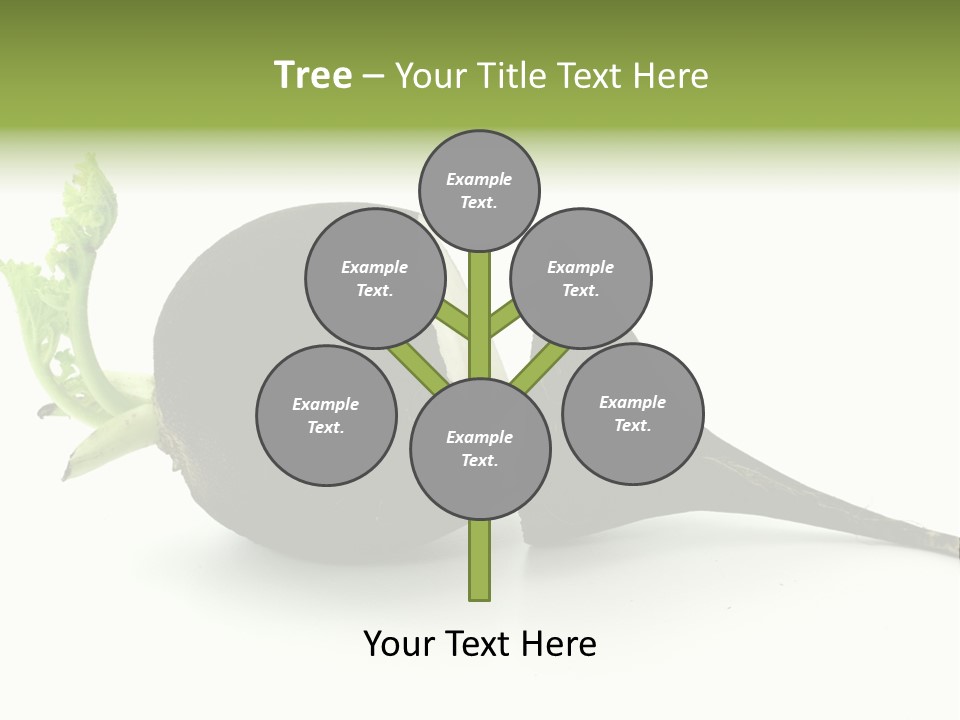 Radish (Raphanus) PowerPoint Template