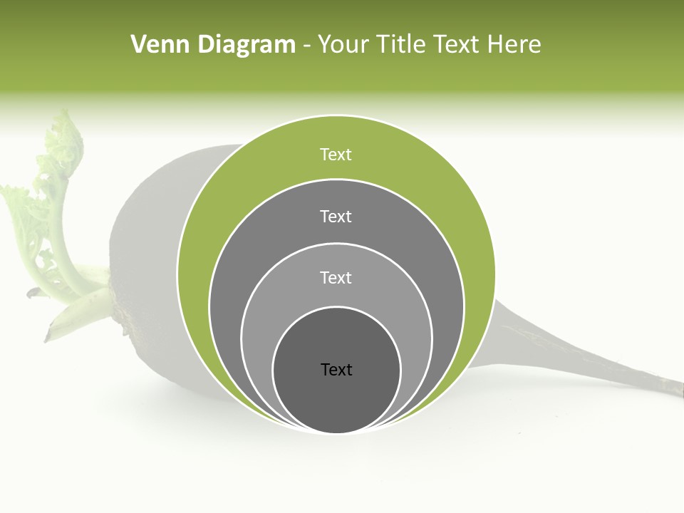 Radish (Raphanus) PowerPoint Template