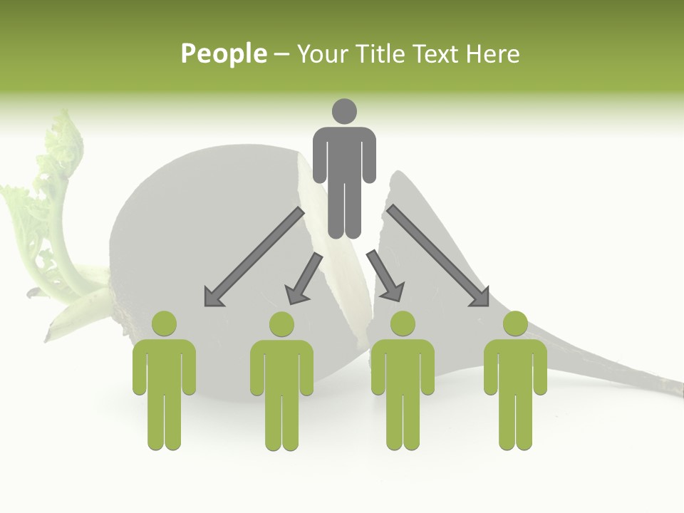 Radish (Raphanus) PowerPoint Template