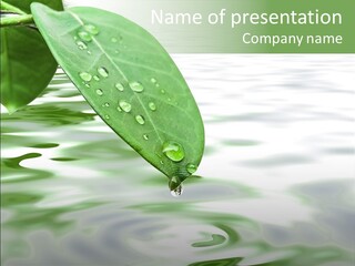 Green Leave At Brunch With Drops Against The Water Background PowerPoint Template