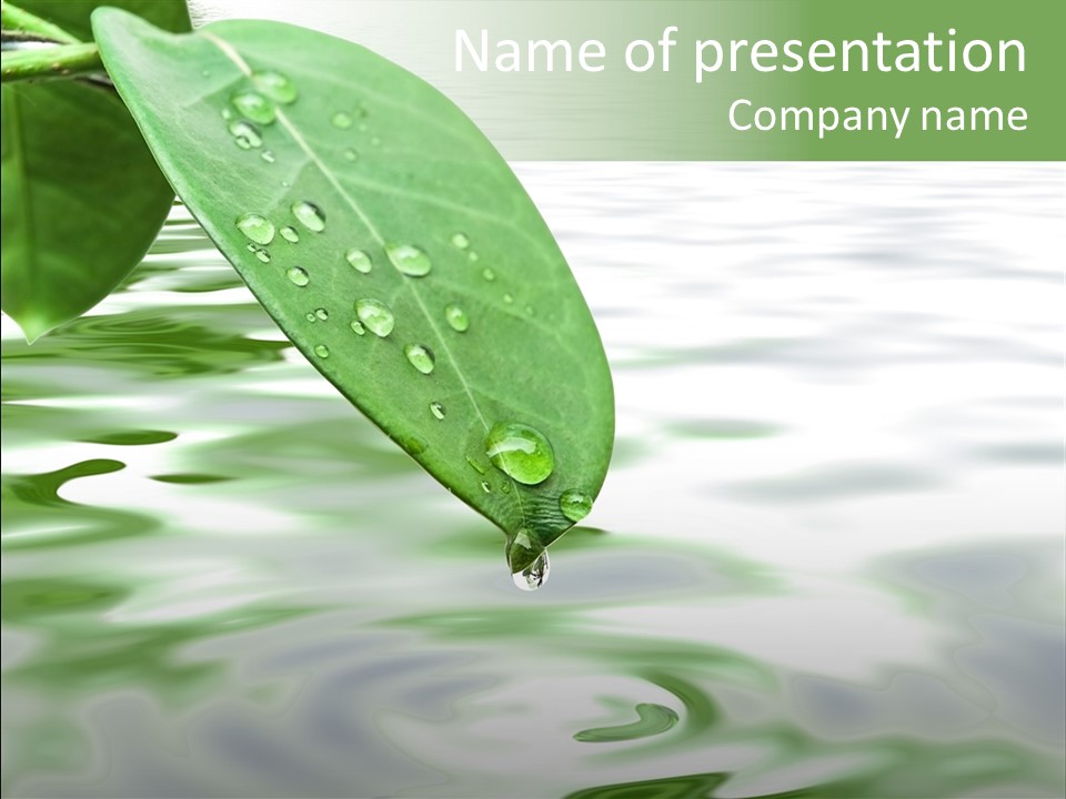 Green Leave At Brunch With Drops Against The Water Background PowerPoint Template