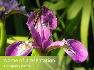 Dragonfly On Iris PowerPoint Template