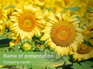 Open Sunflower Blossoms On A Field In The Sun PowerPoint Template