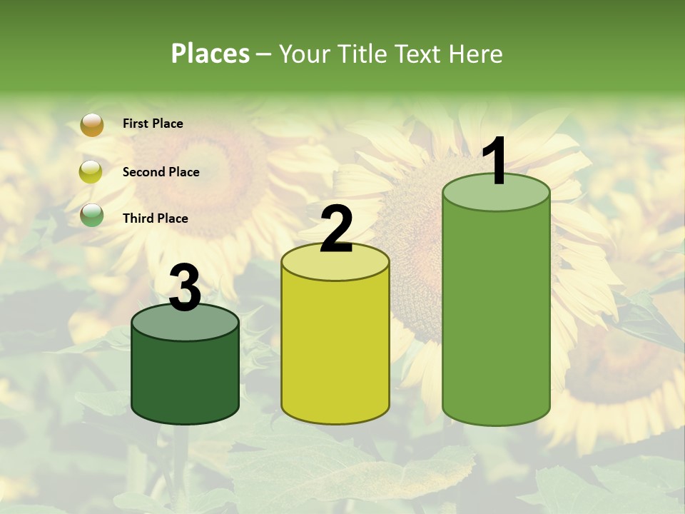 Open Sunflower Blossoms On A Field In The Sun PowerPoint Template