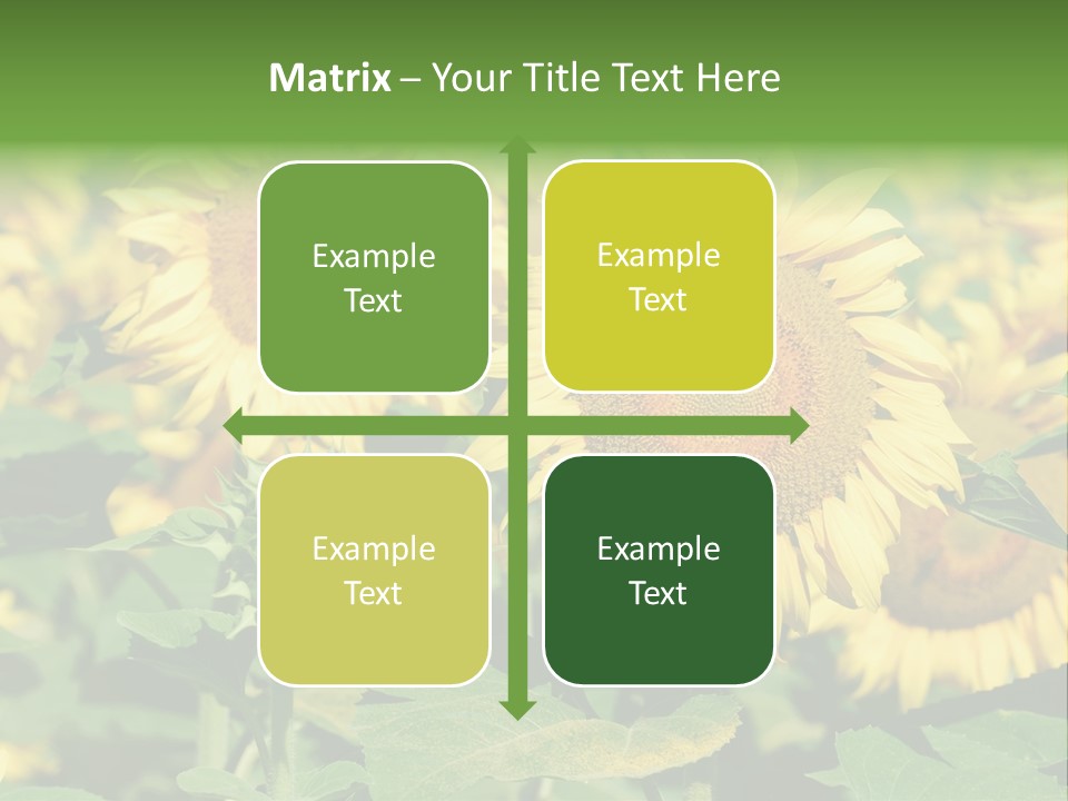 Open Sunflower Blossoms On A Field In The Sun PowerPoint Template