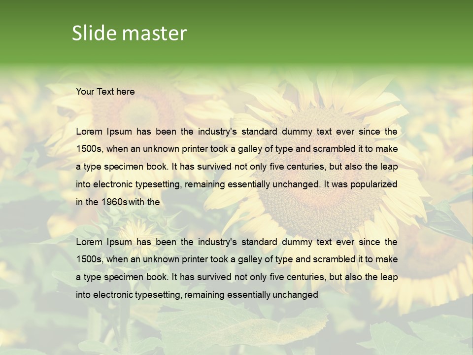 Open Sunflower Blossoms On A Field In The Sun PowerPoint Template