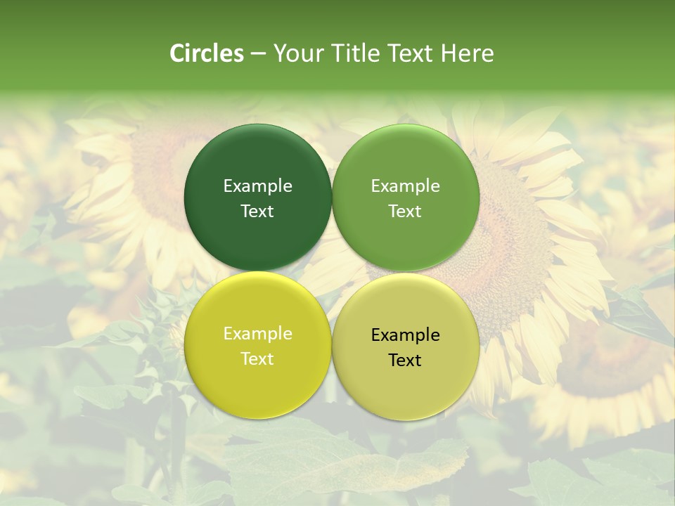 Open Sunflower Blossoms On A Field In The Sun PowerPoint Template