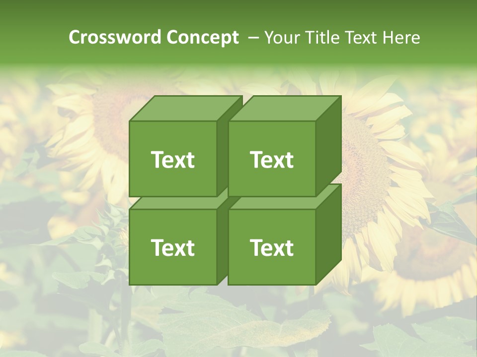 Open Sunflower Blossoms On A Field In The Sun PowerPoint Template