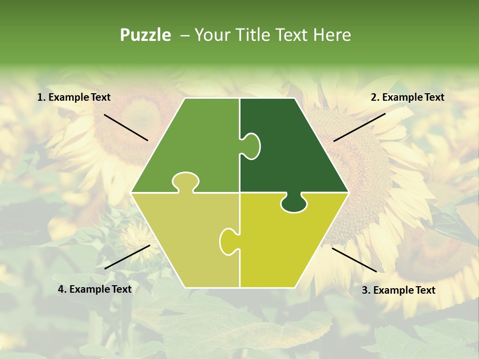 Open Sunflower Blossoms On A Field In The Sun PowerPoint Template