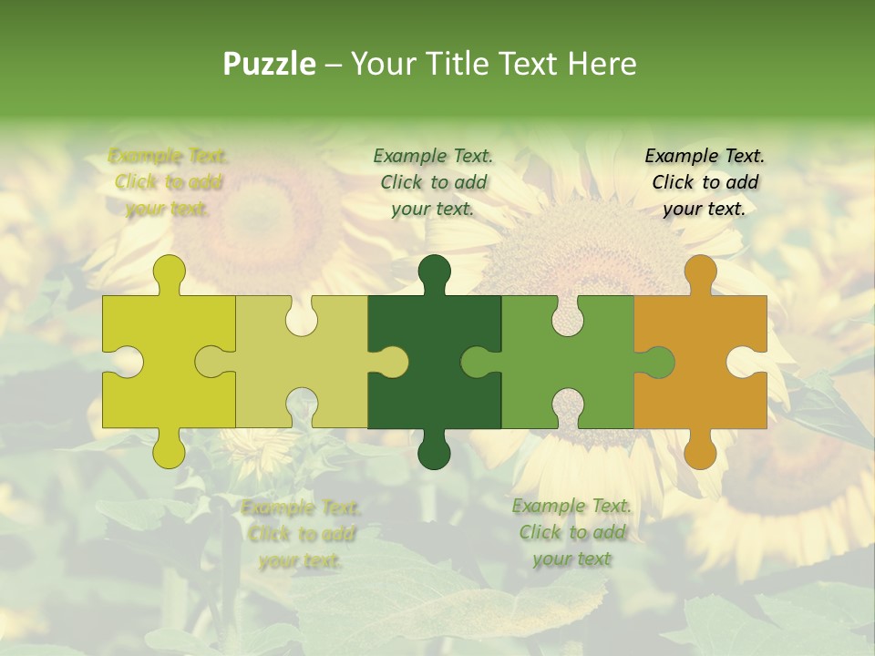 Open Sunflower Blossoms On A Field In The Sun PowerPoint Template