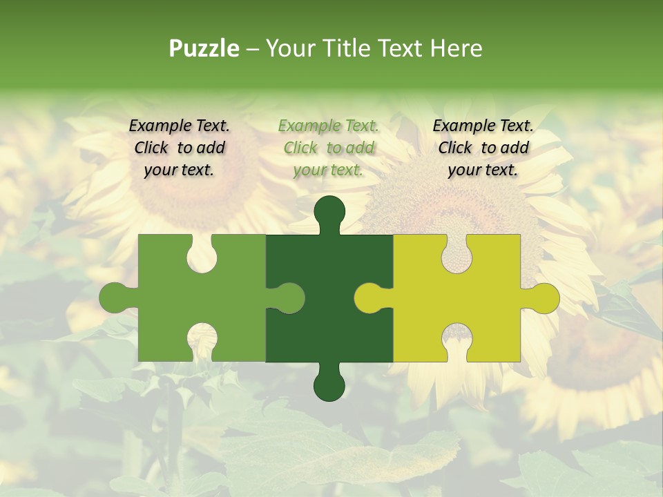 Open Sunflower Blossoms On A Field In The Sun PowerPoint Template