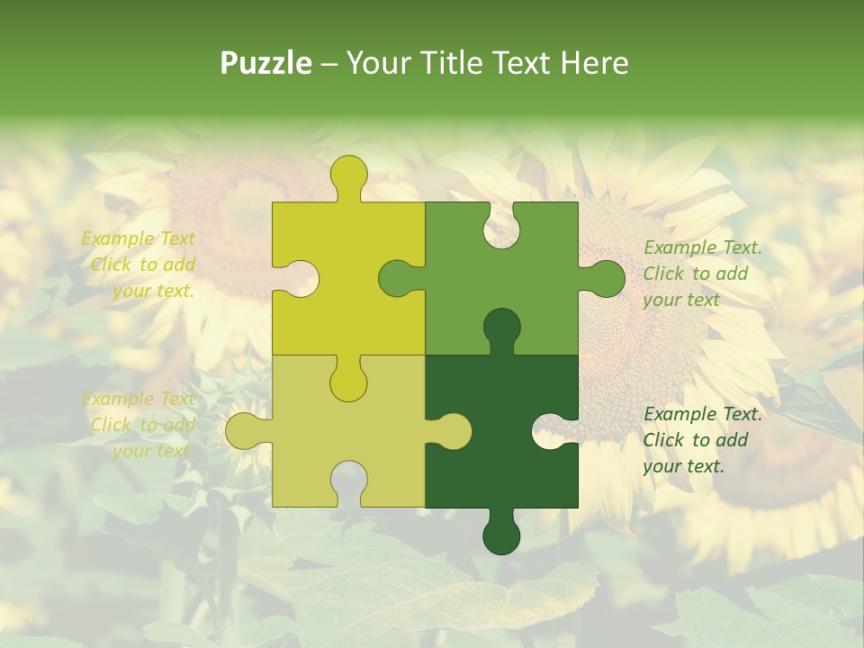 Open Sunflower Blossoms On A Field In The Sun PowerPoint Template