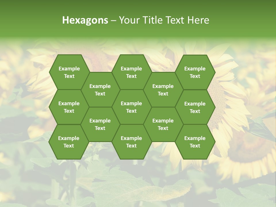 Open Sunflower Blossoms On A Field In The Sun PowerPoint Template