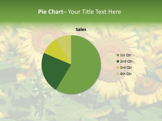 Open Sunflower Blossoms On A Field In The Sun PowerPoint Template