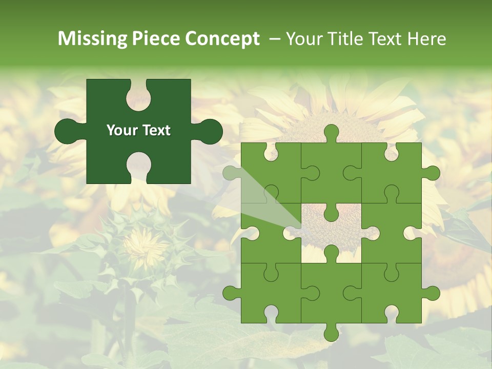 Open Sunflower Blossoms On A Field In The Sun PowerPoint Template