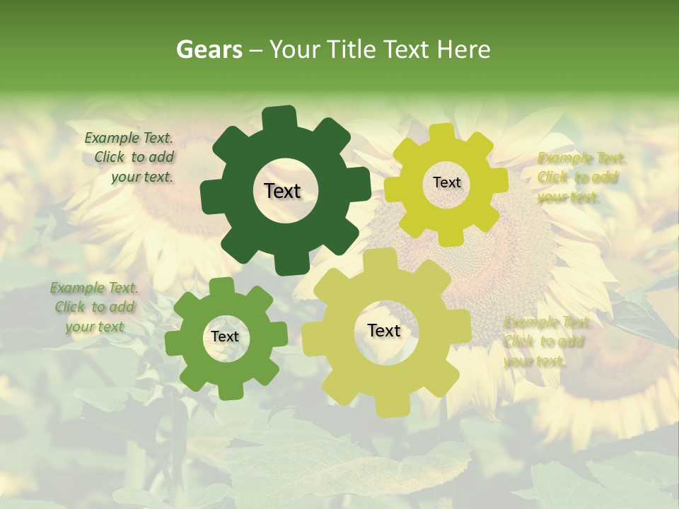 Open Sunflower Blossoms On A Field In The Sun PowerPoint Template