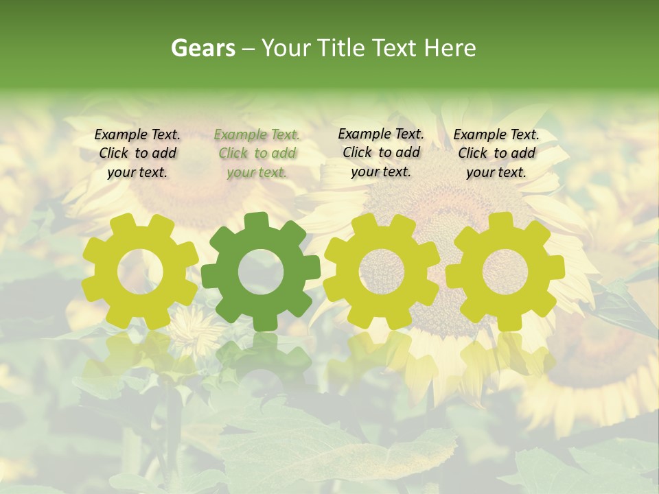 Open Sunflower Blossoms On A Field In The Sun PowerPoint Template