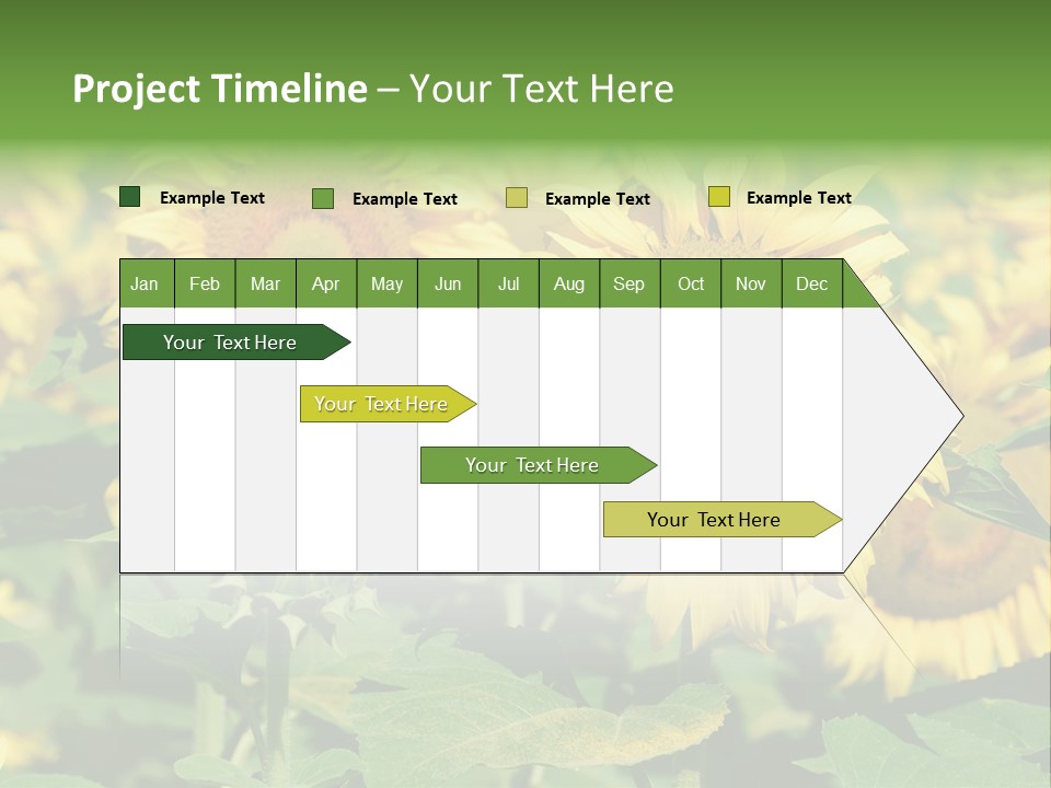 Open Sunflower Blossoms On A Field In The Sun PowerPoint Template