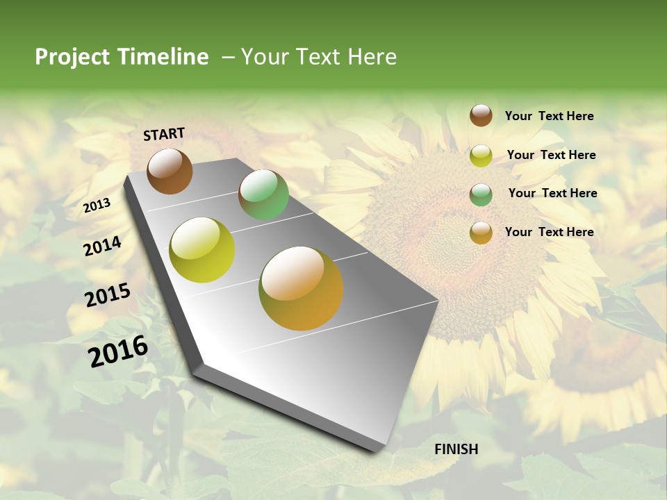 Open Sunflower Blossoms On A Field In The Sun PowerPoint Template