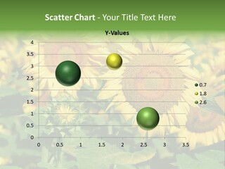 Open Sunflower Blossoms On A Field In The Sun PowerPoint Template