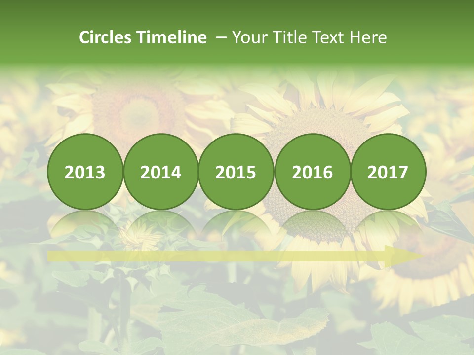 Open Sunflower Blossoms On A Field In The Sun PowerPoint Template