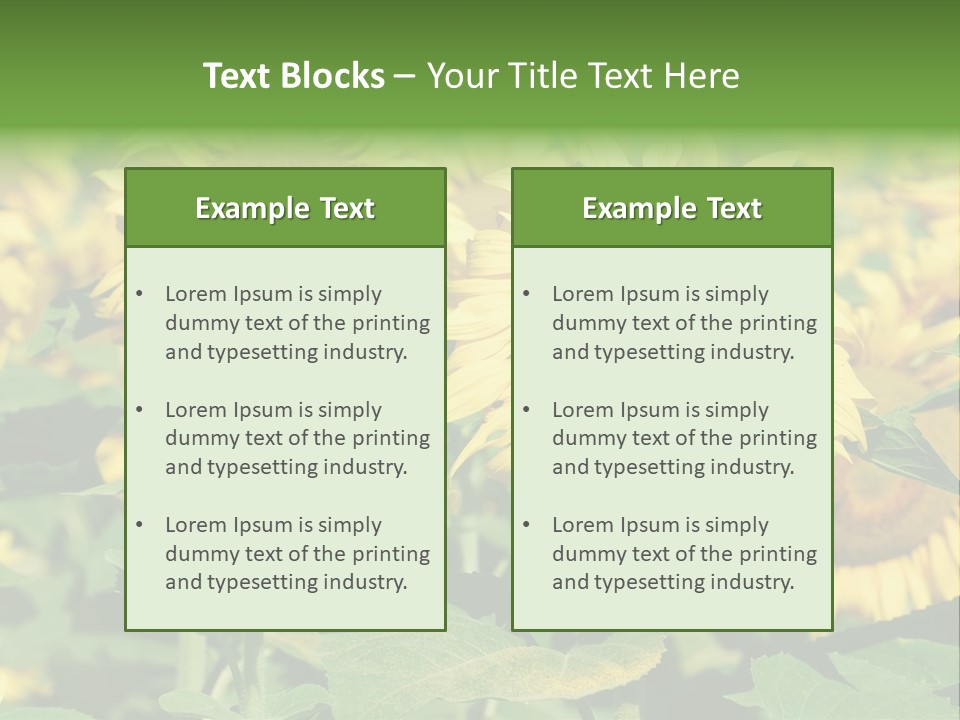 Open Sunflower Blossoms On A Field In The Sun PowerPoint Template
