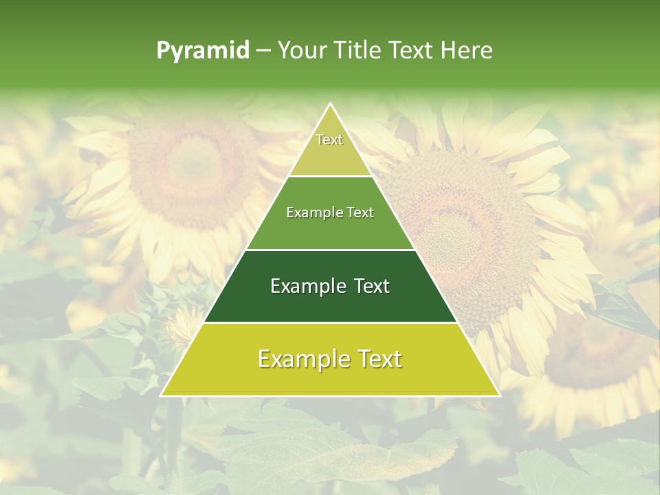Open Sunflower Blossoms On A Field In The Sun PowerPoint Template
