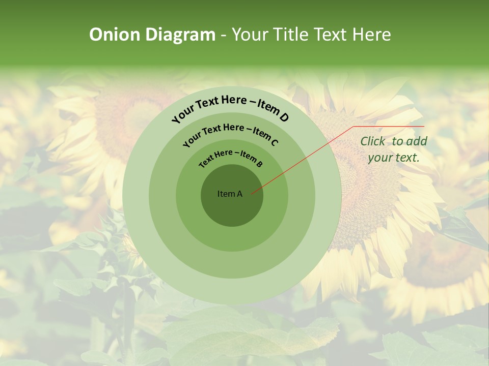 Open Sunflower Blossoms On A Field In The Sun PowerPoint Template