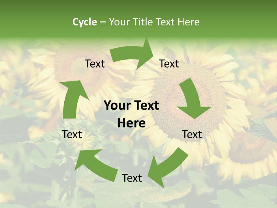 Open Sunflower Blossoms On A Field In The Sun PowerPoint Template