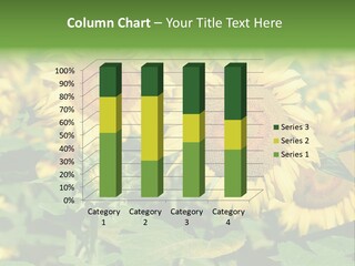 Open Sunflower Blossoms On A Field In The Sun PowerPoint Template