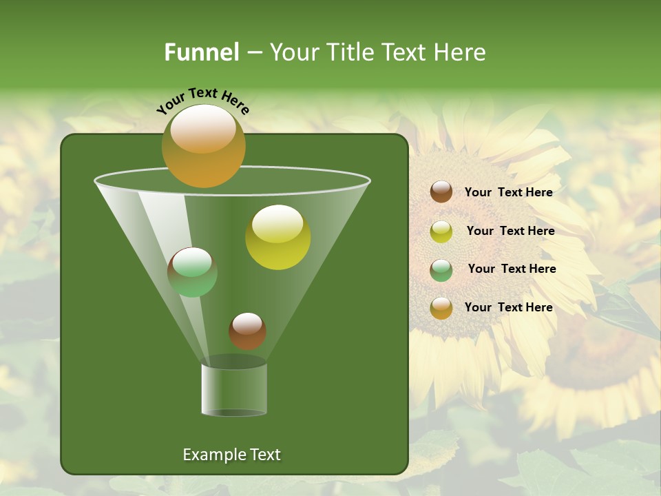 Open Sunflower Blossoms On A Field In The Sun PowerPoint Template