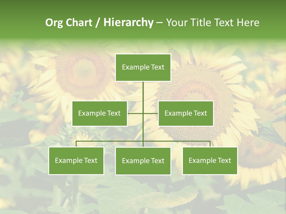 Open Sunflower Blossoms On A Field In The Sun PowerPoint Template