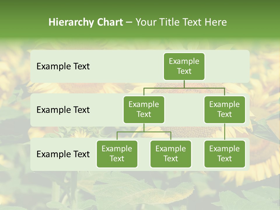 Open Sunflower Blossoms On A Field In The Sun PowerPoint Template